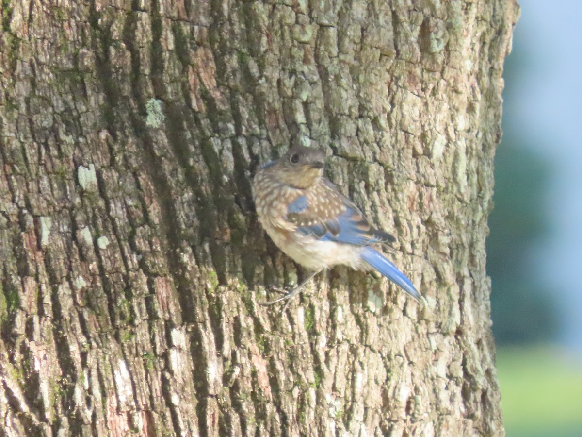 Eastern Bluebird - ML642664401