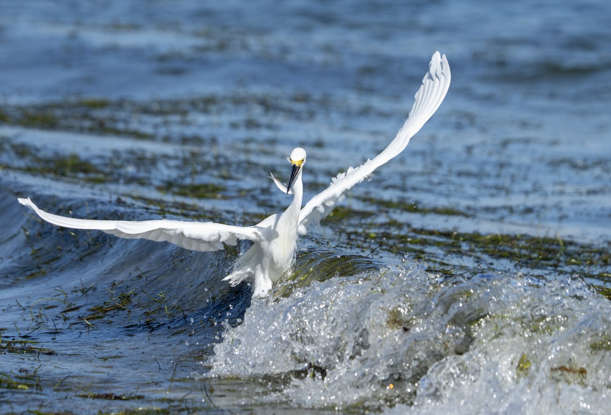 Snowy Egret - ML642664402