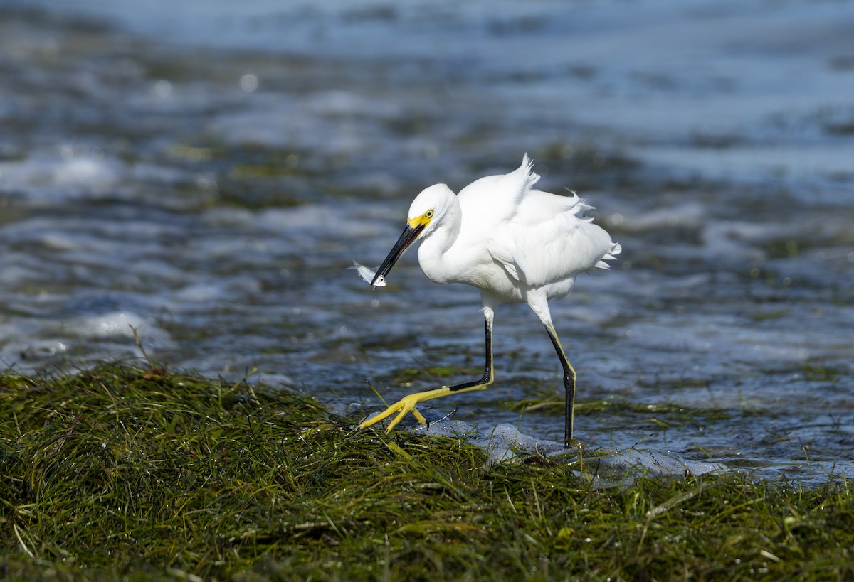 Snowy Egret - ML642664405