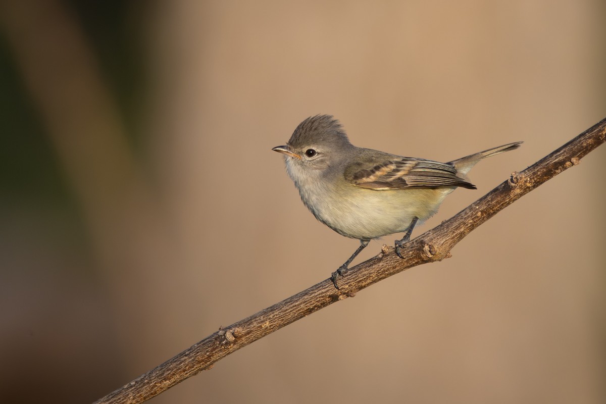 Southern Beardless-Tyrannulet - ML642664411