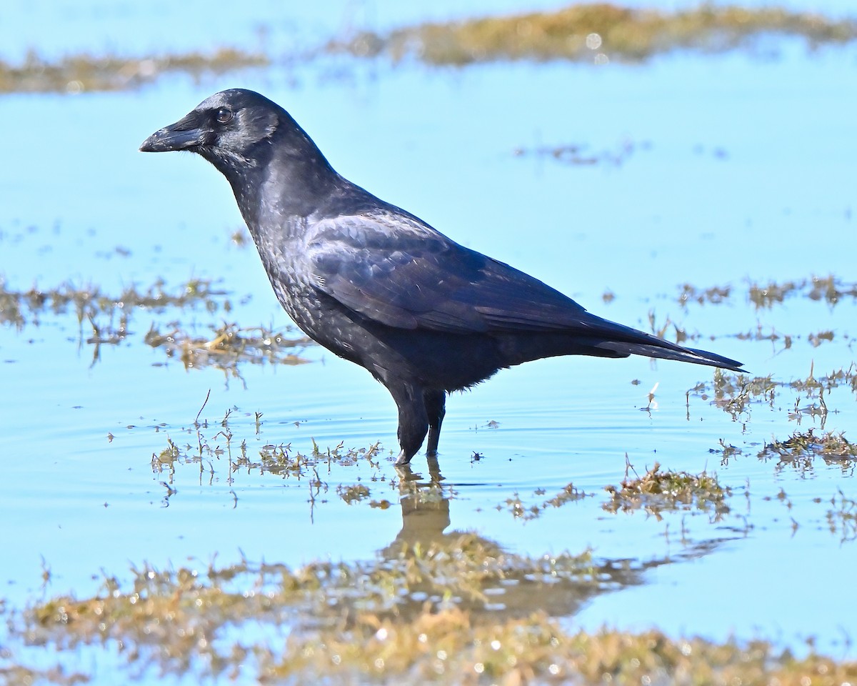 American Crow - ML642664414