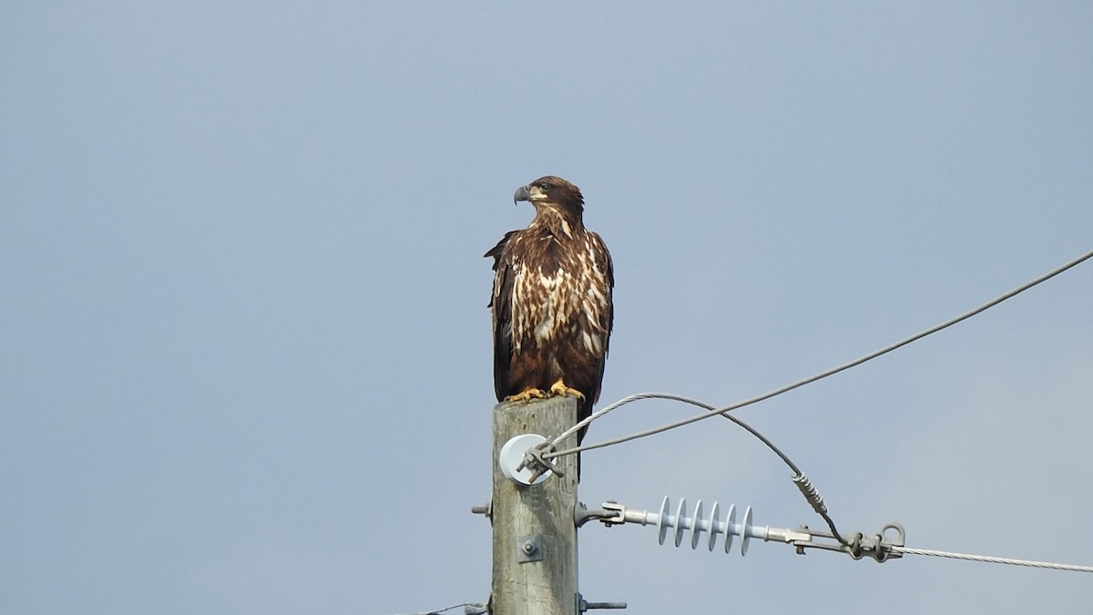 Bald Eagle - ML642664456