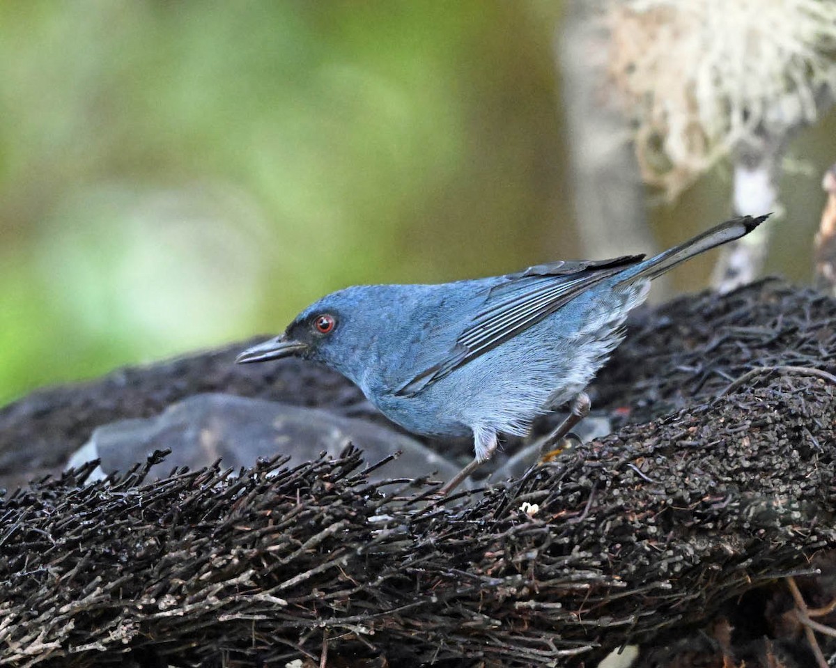 Bluish Flowerpiercer - ML642664474