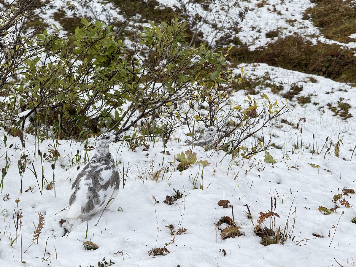 White-tailed Ptarmigan - ML642664483