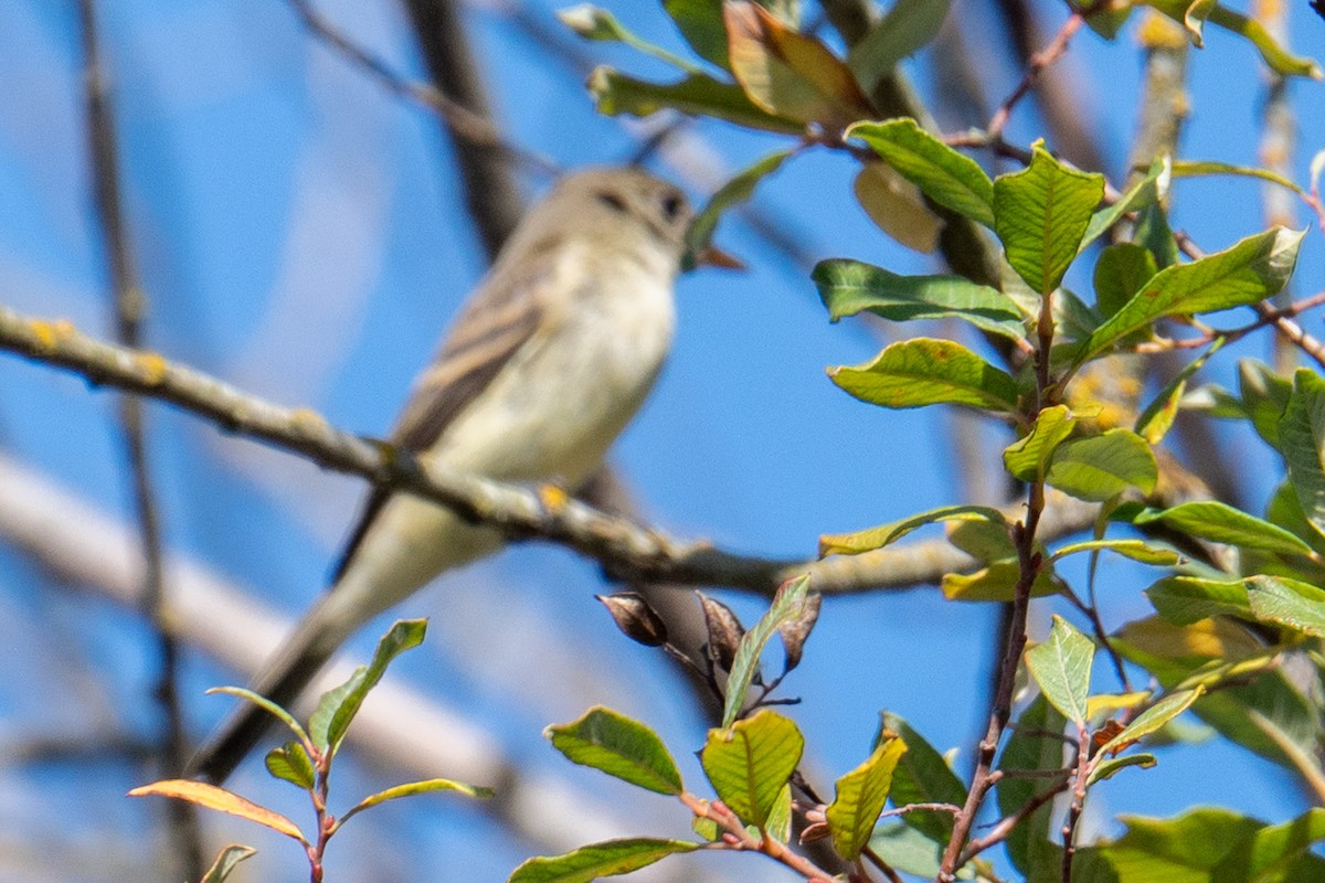 Western Flycatcher (Pacific-slope) - ML642664486