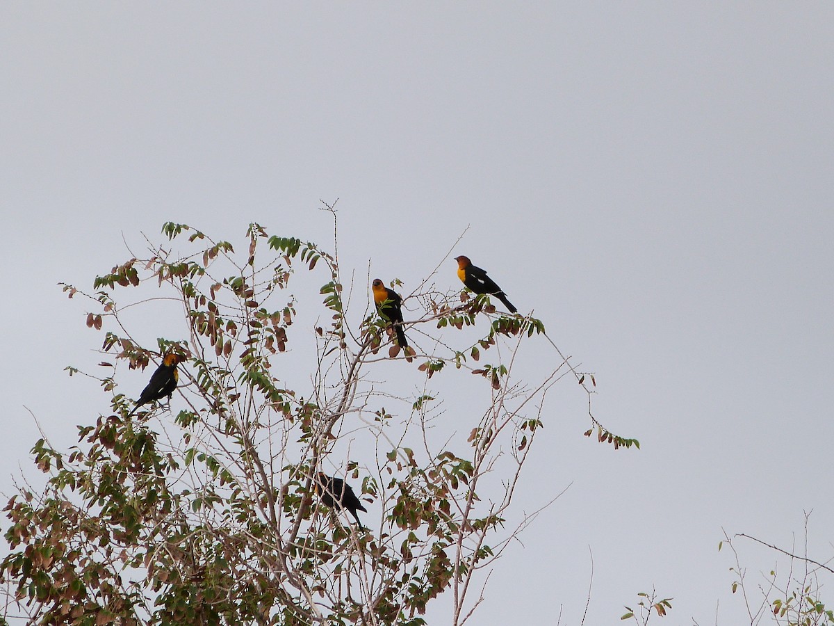 Yellow-headed Blackbird - ML642664489