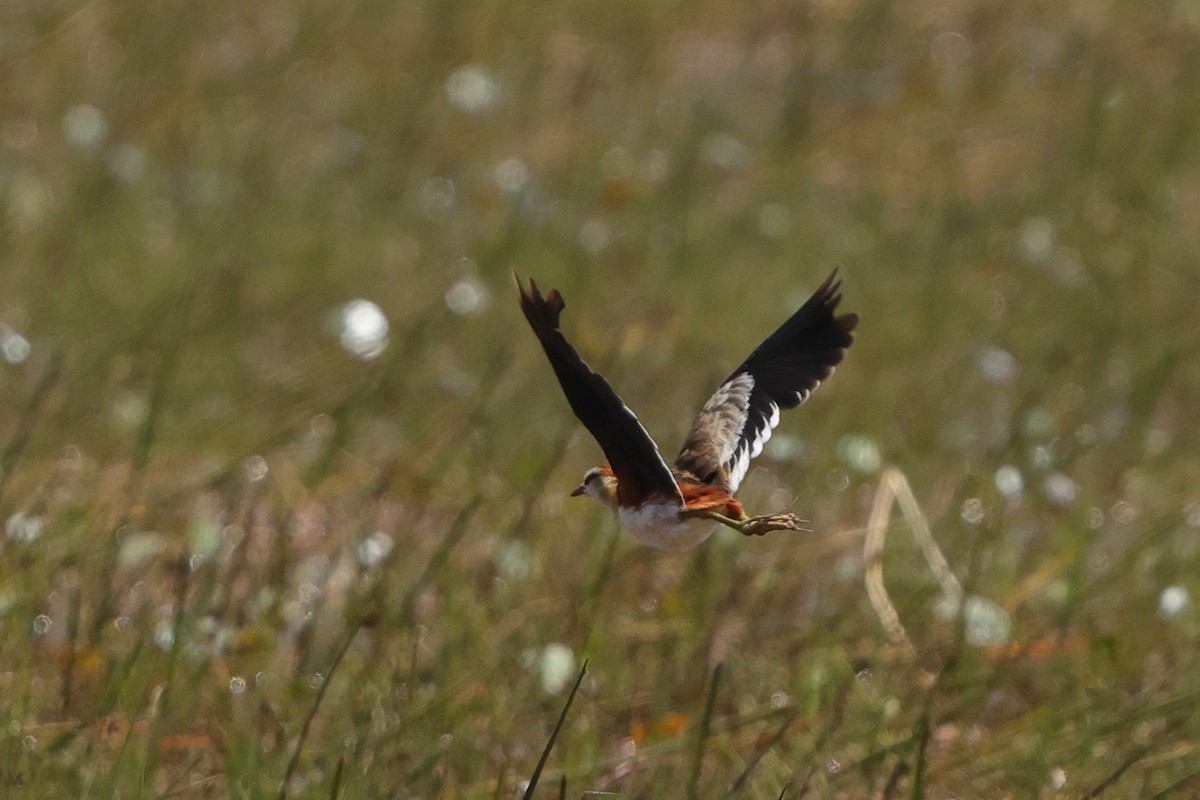 Lesser Jacana - ML642664507