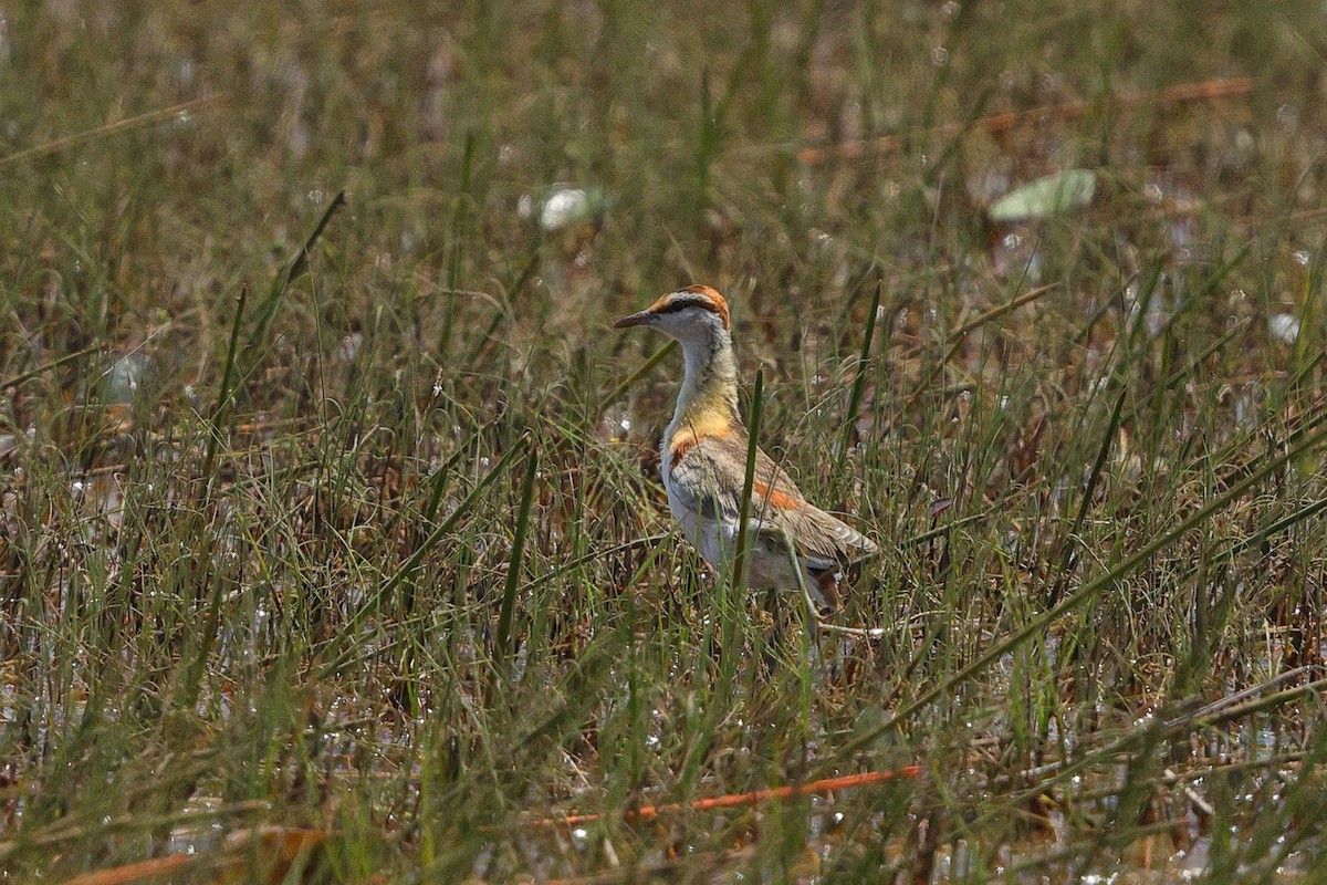 Lesser Jacana - ML642664508