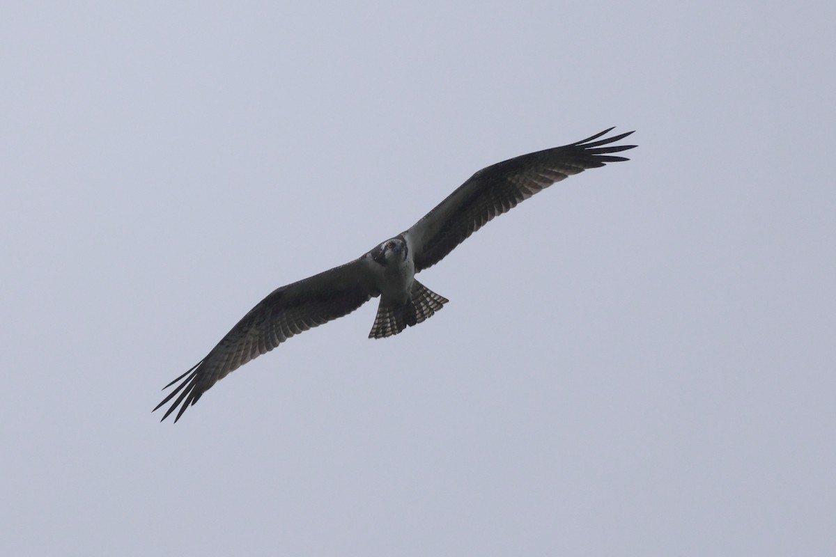 Osprey - ML642664510