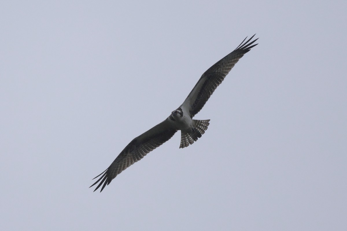 Osprey - ML642664511
