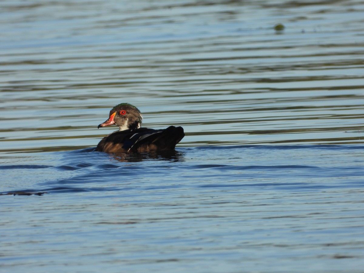 Wood Duck - ML642664520