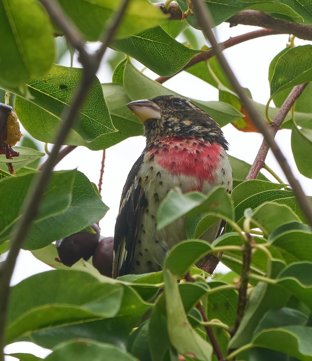 Rose-breasted Grosbeak - ML642664529