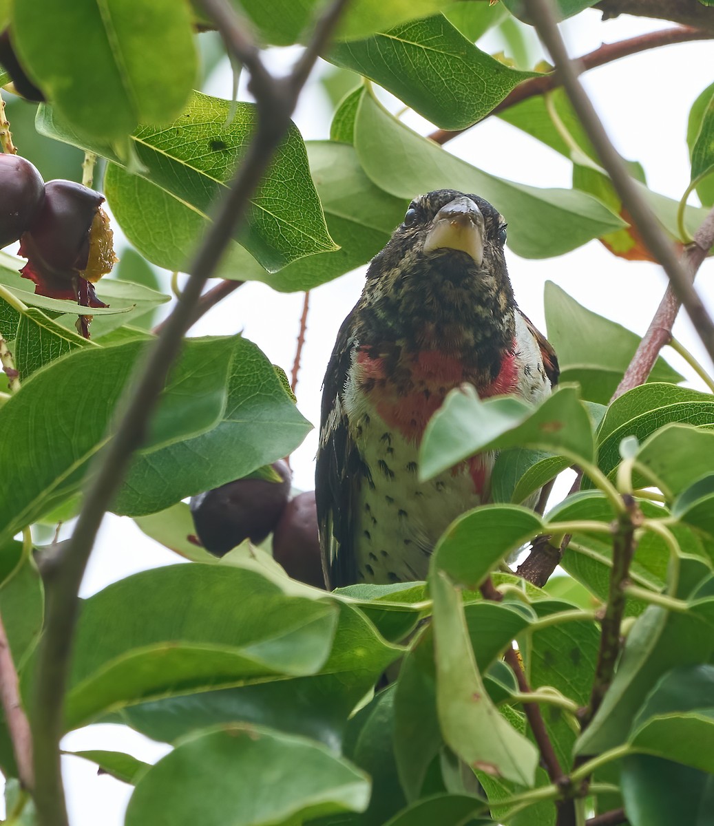 Rose-breasted Grosbeak - ML642664530