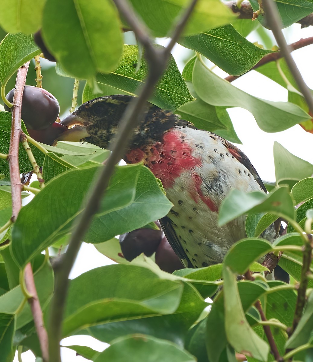 Rose-breasted Grosbeak - ML642664531