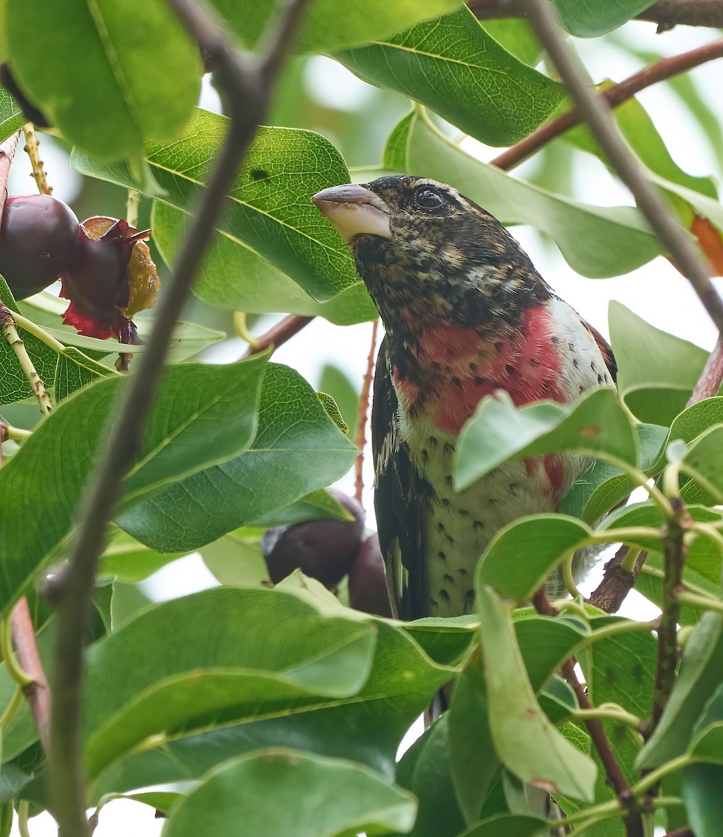 Rose-breasted Grosbeak - ML642664532