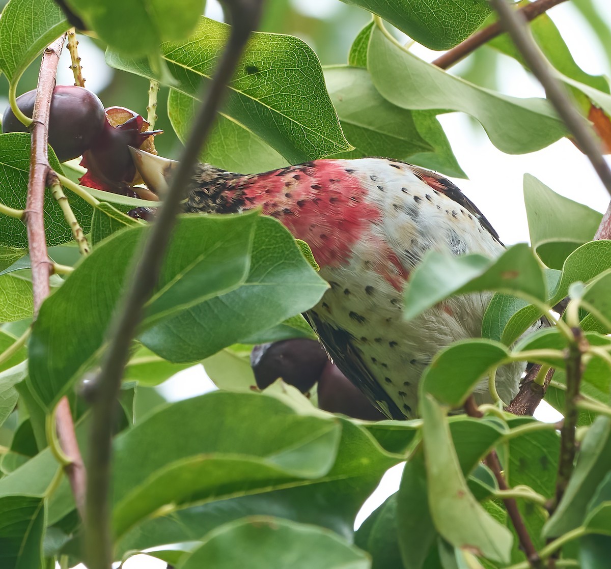 Rose-breasted Grosbeak - ML642664533