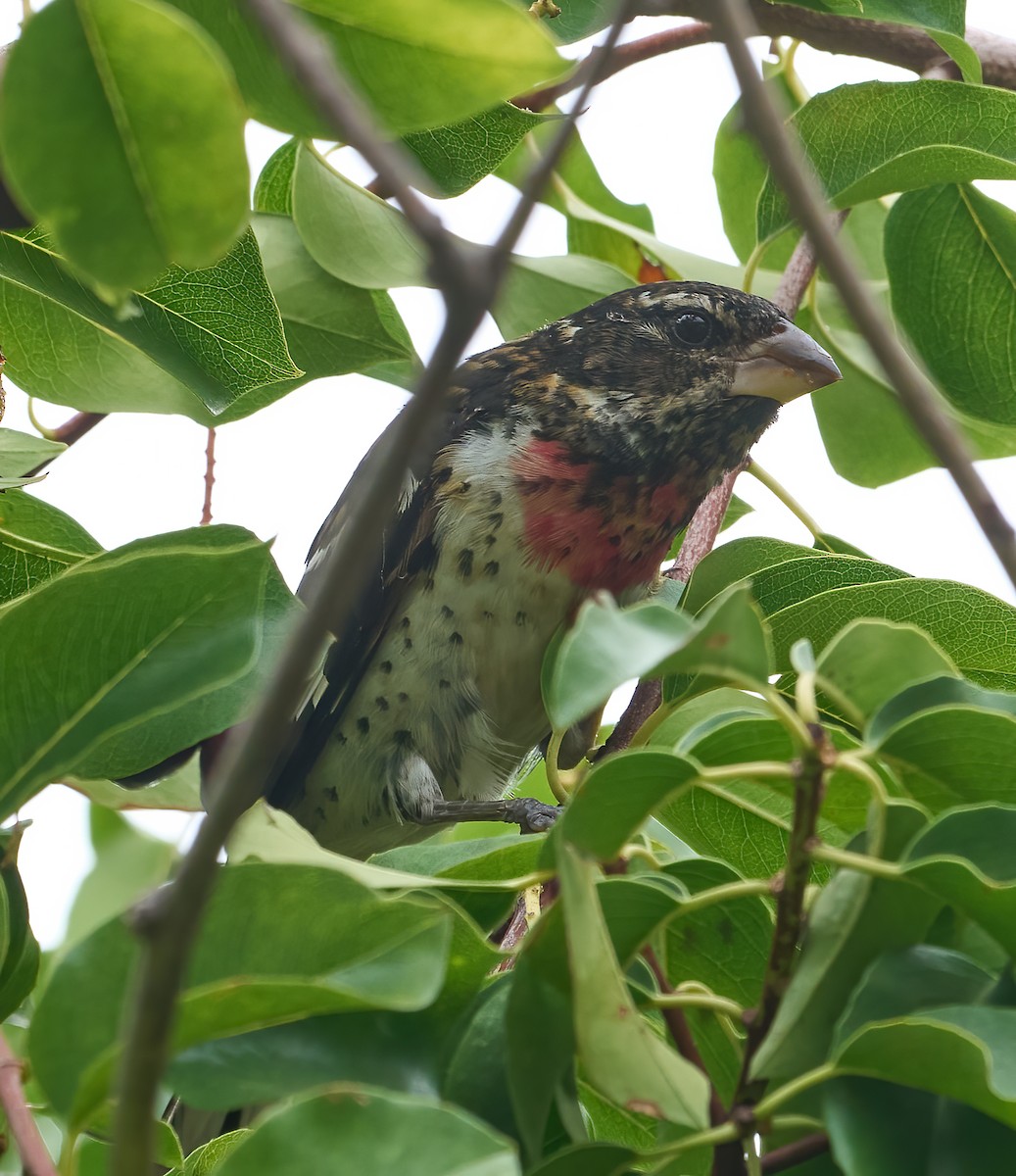 Rose-breasted Grosbeak - ML642664536