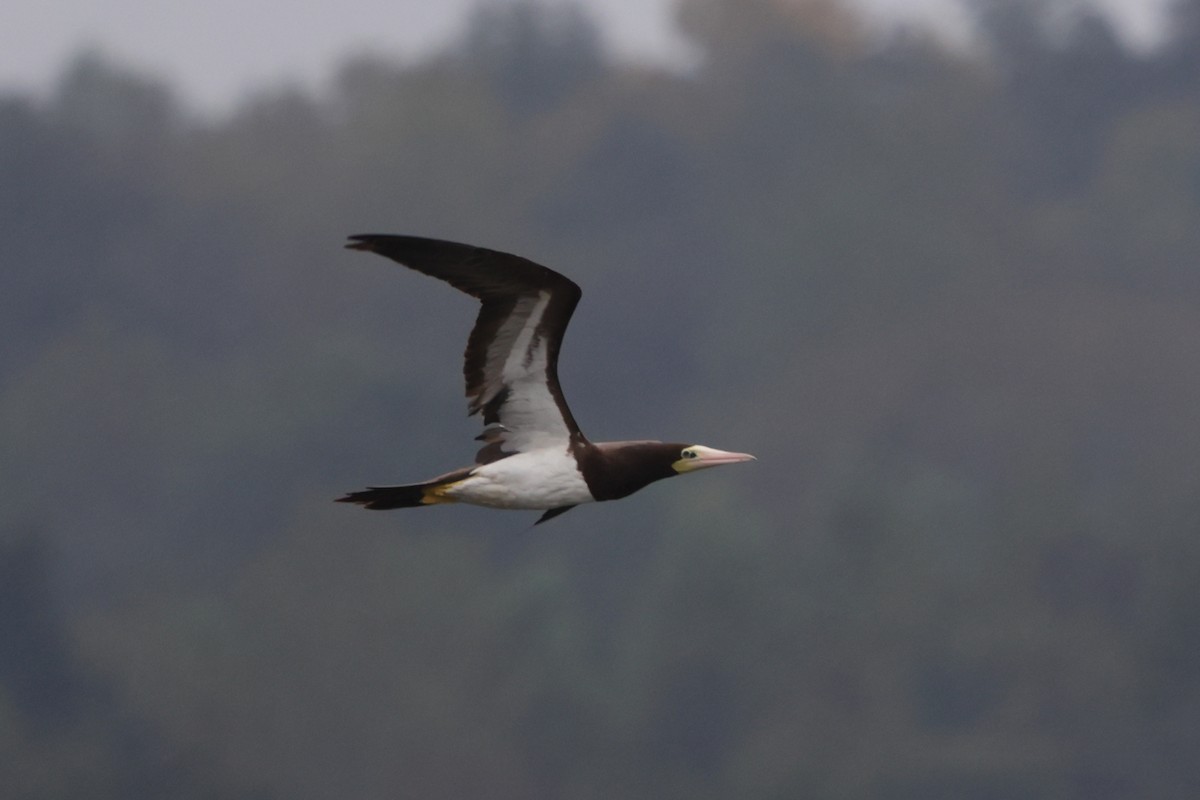 Brown Booby - ML642664555