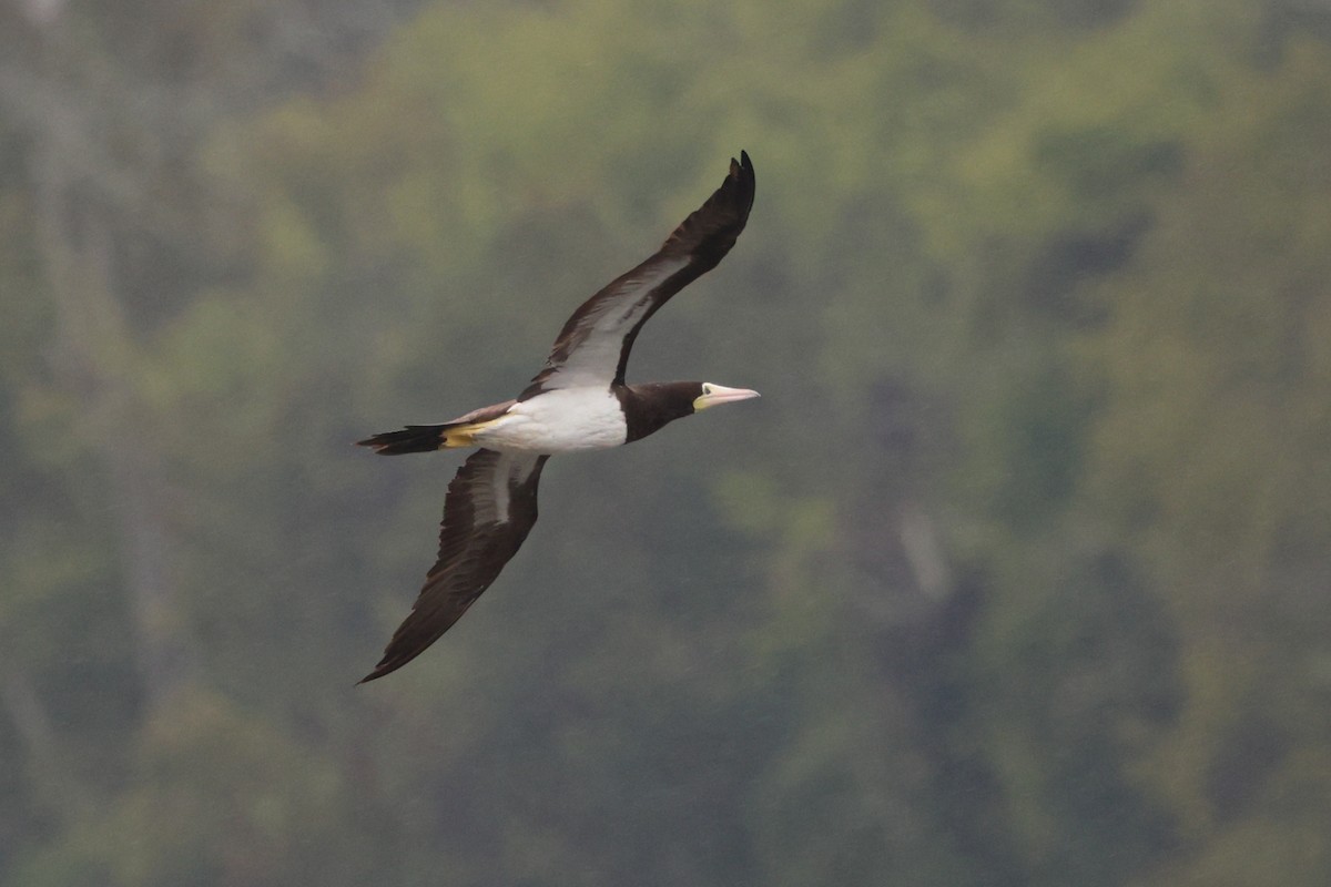 Brown Booby - ML642664556