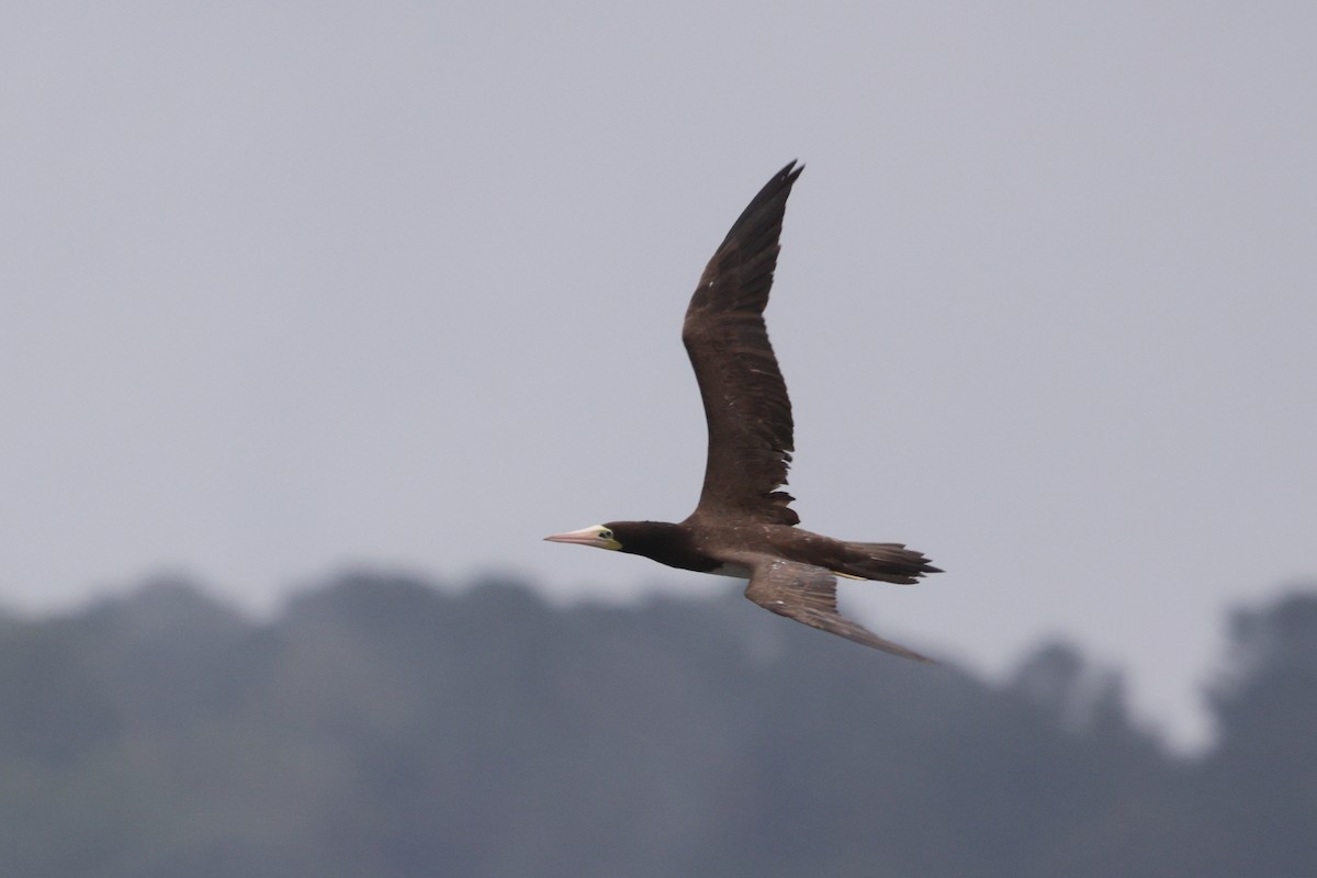 Brown Booby - ML642664557