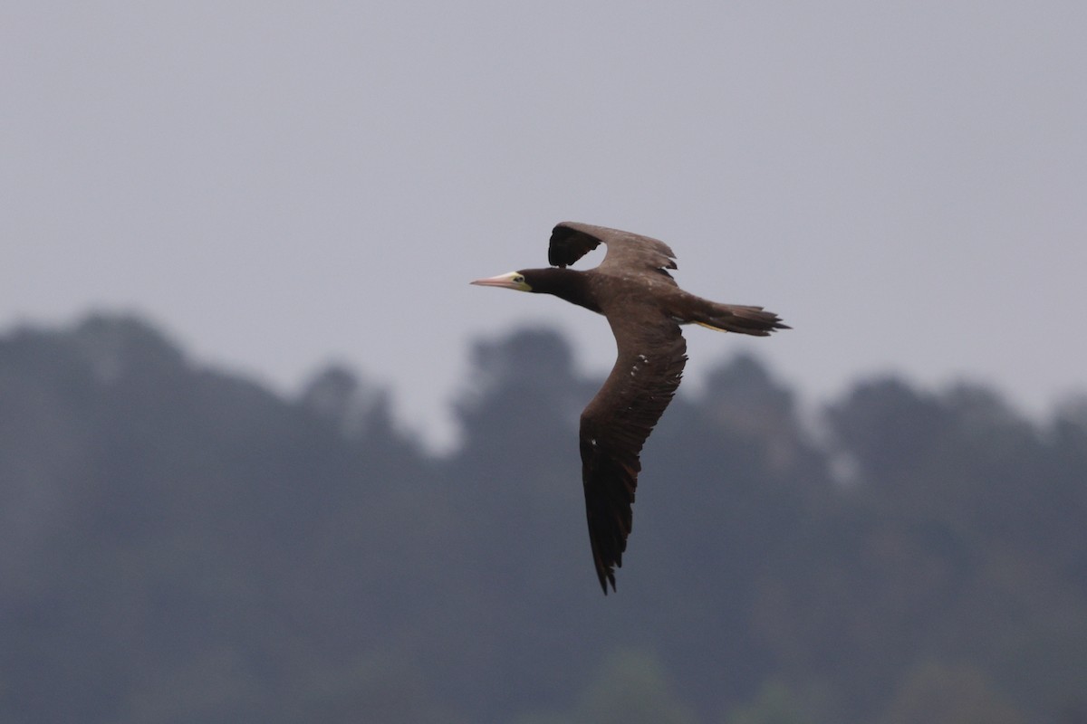 Brown Booby - ML642664558