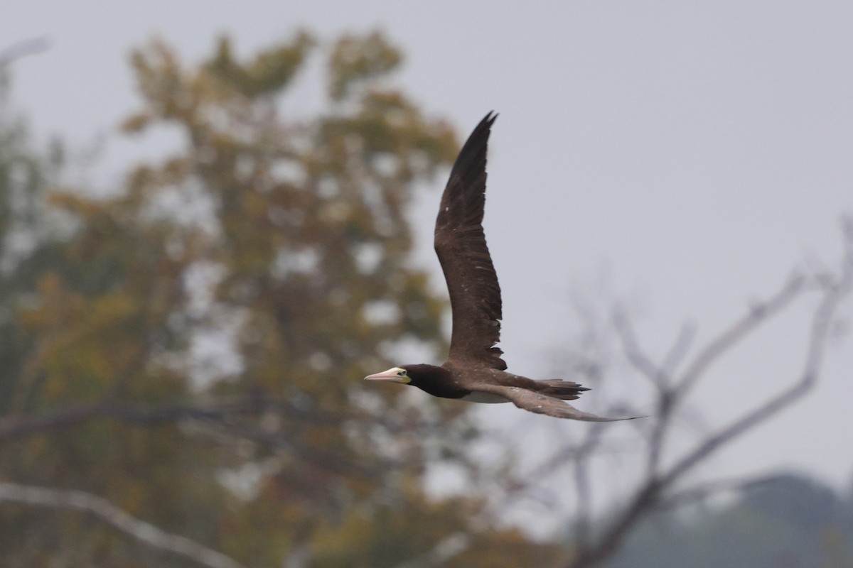 Brown Booby - ML642664559