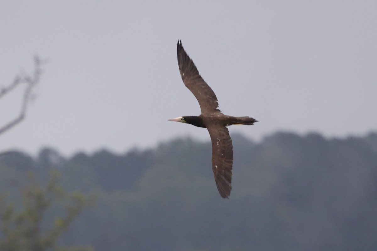 Brown Booby - ML642664560