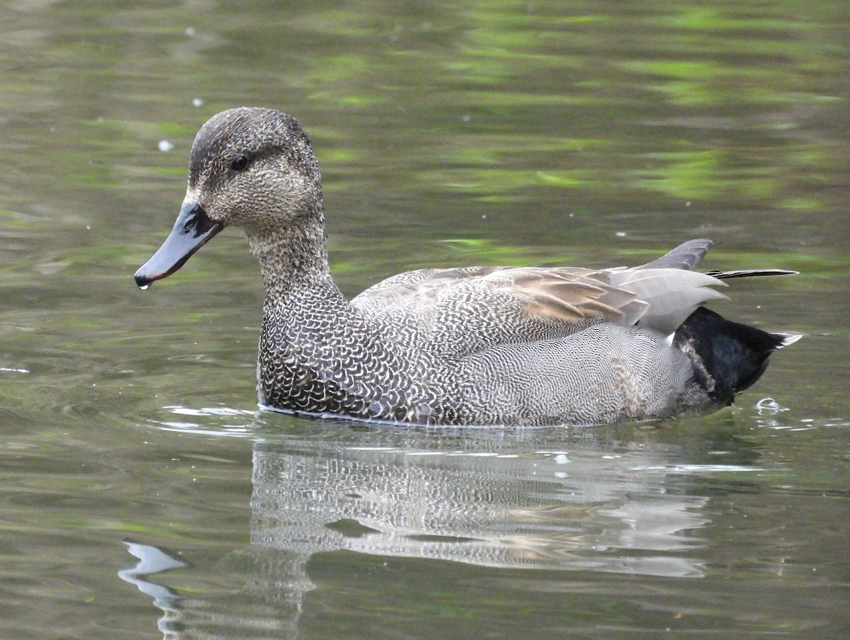 Gadwall - ML642664584