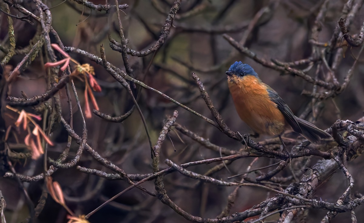 Tit-like Dacnis - ML642664586