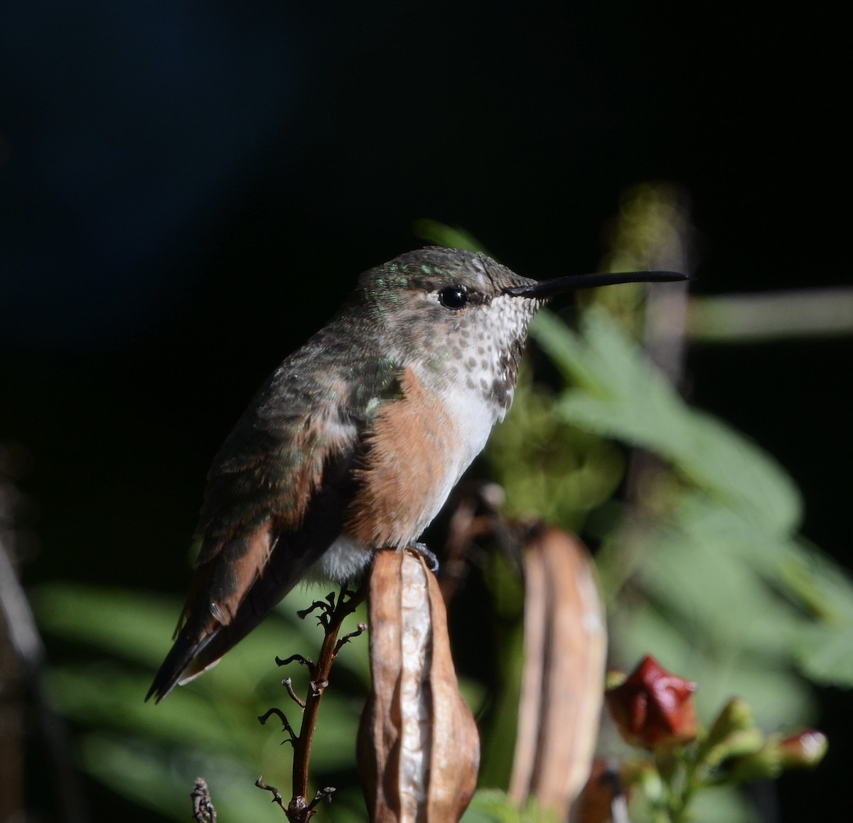 Allen's Hummingbird - ML642664603