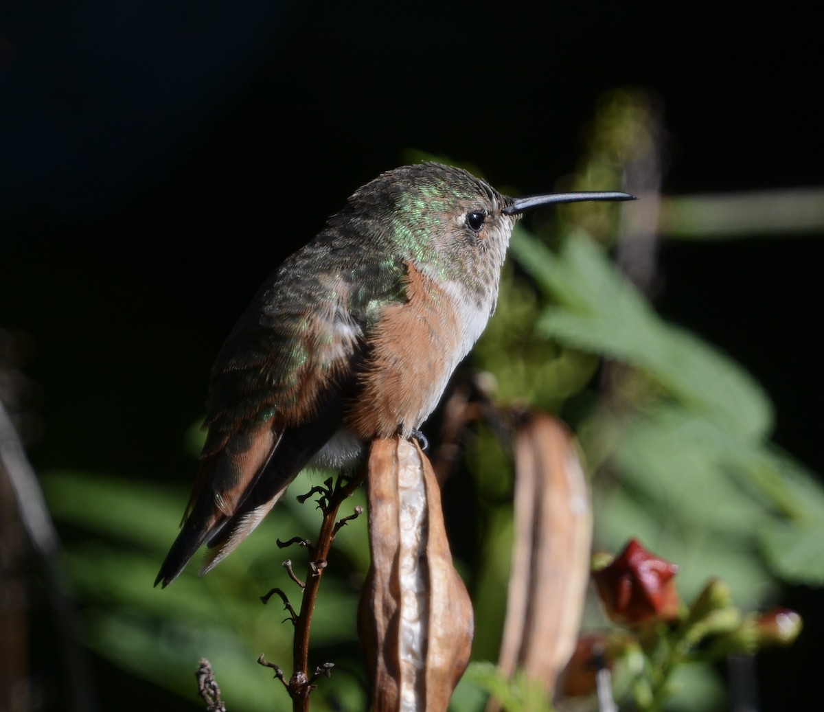 Allen's Hummingbird - ML642664604