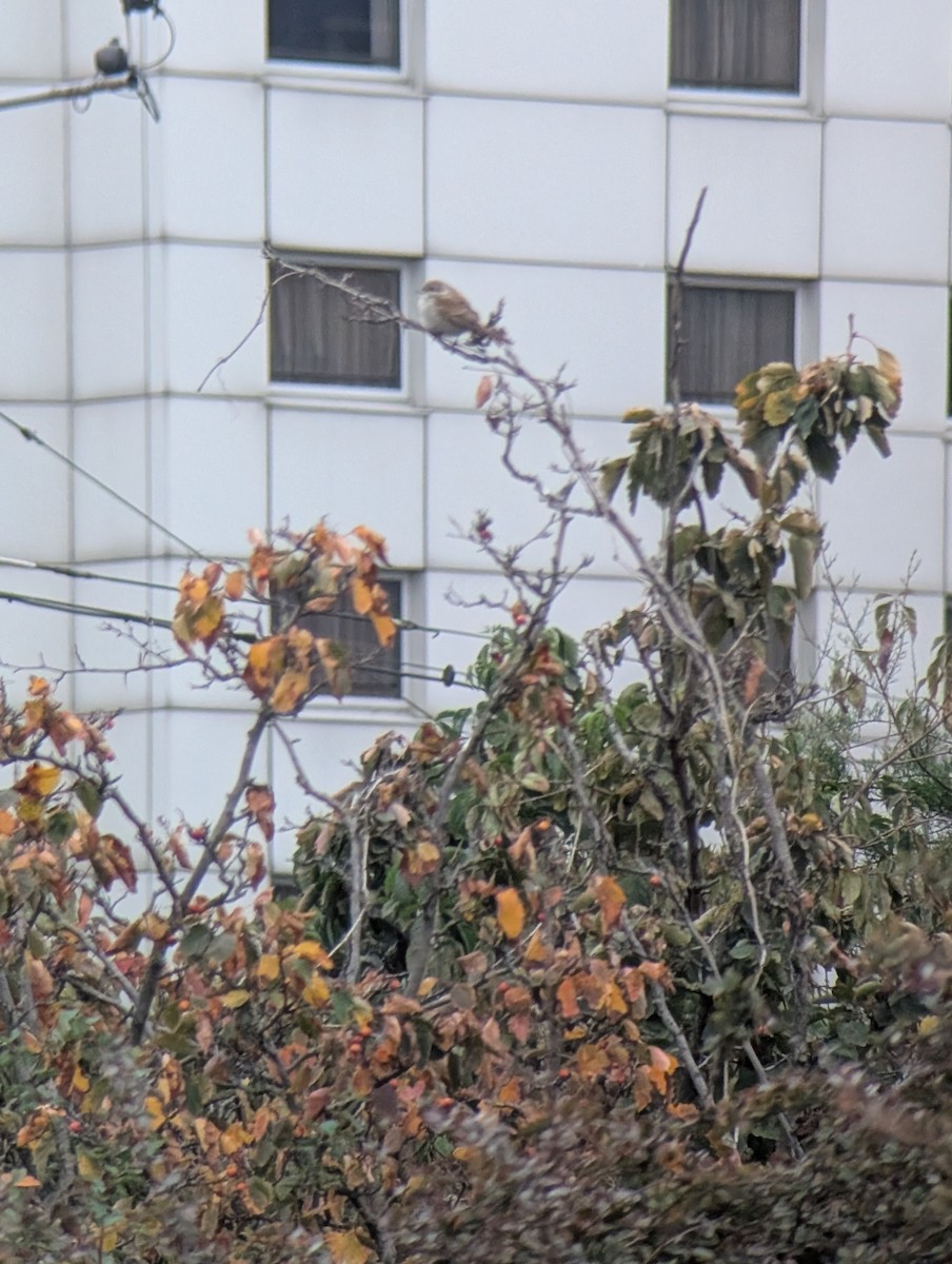 Улбар нуруут дунхай - ML642664612