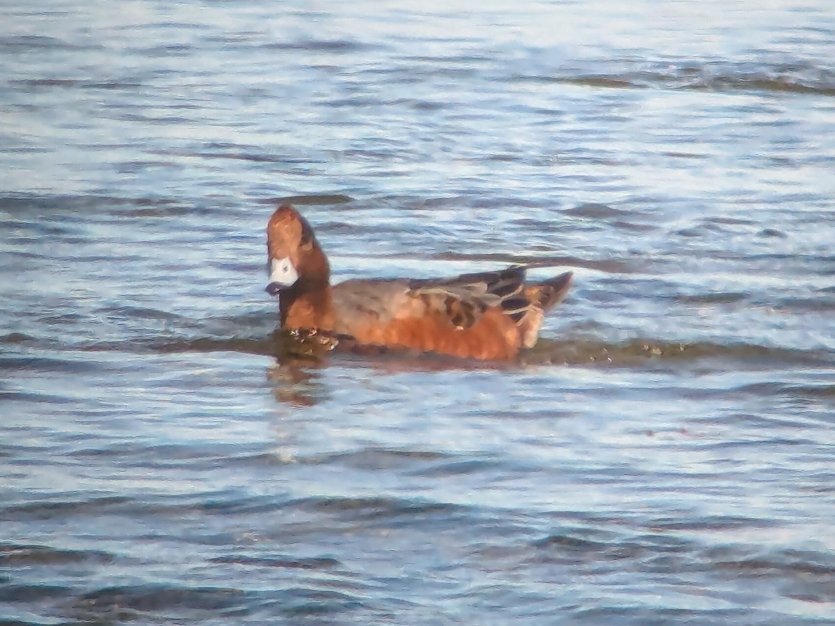 Eurasian Wigeon - ML642664616