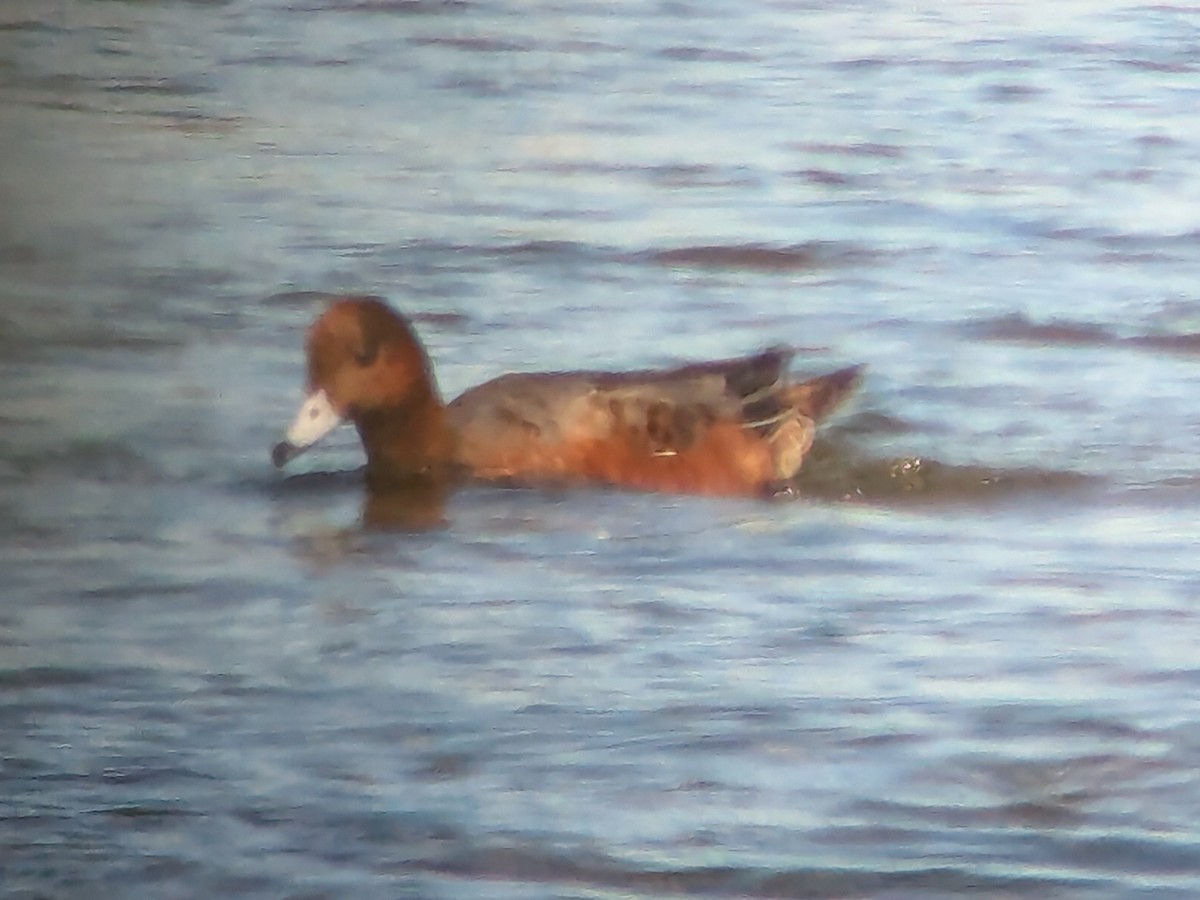 Eurasian Wigeon - ML642664625