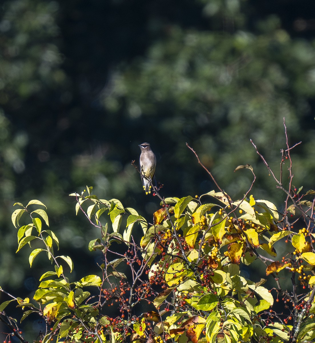 Cedar Waxwing - ML642664629