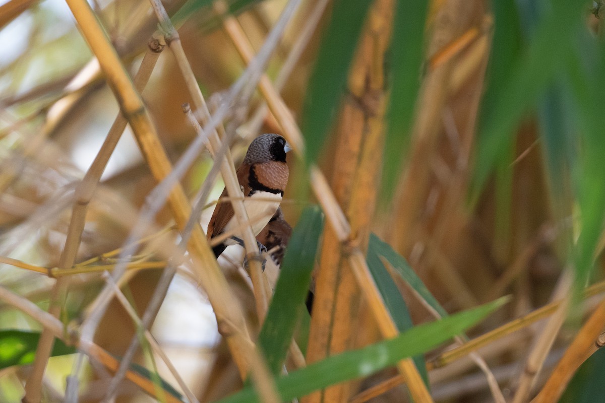 Chestnut-breasted Munia - ML642664630