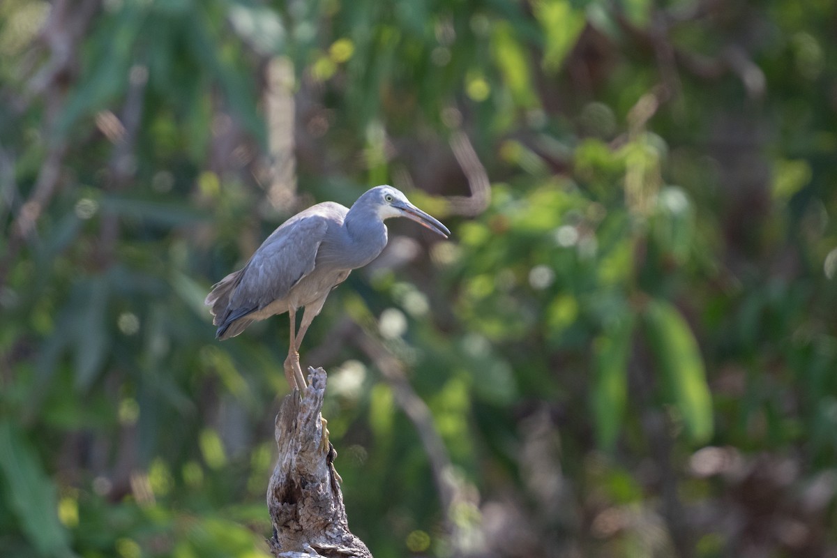 White-faced Heron - ML642664635