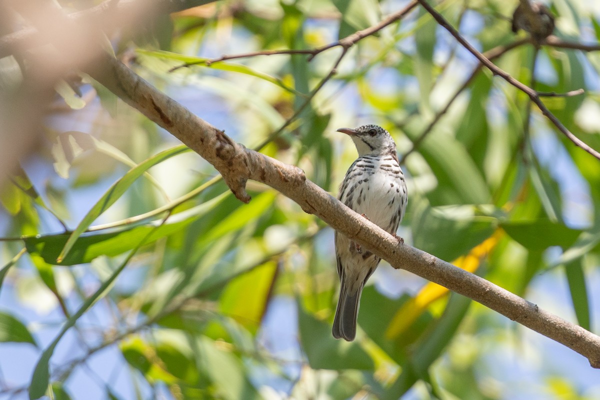 Bar-breasted Honeyeater - ML642664638