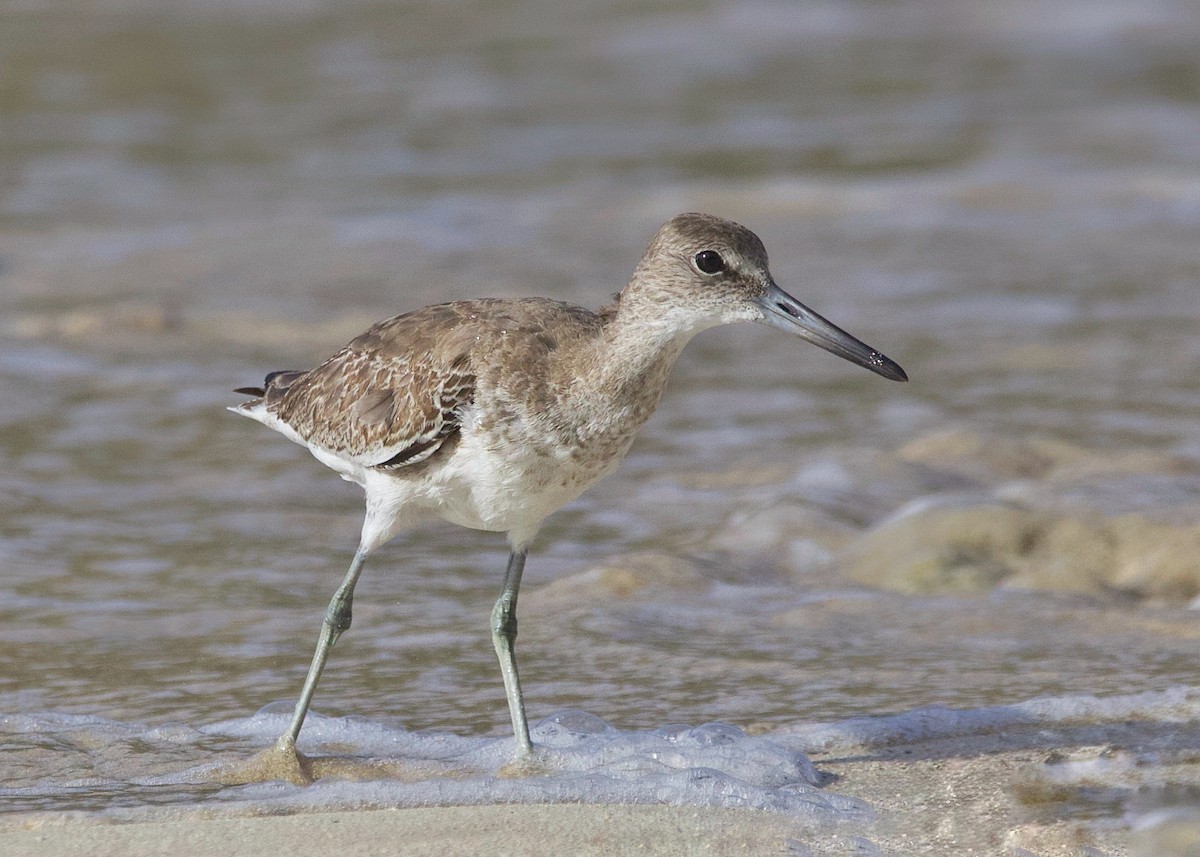 Willet - ML642664646