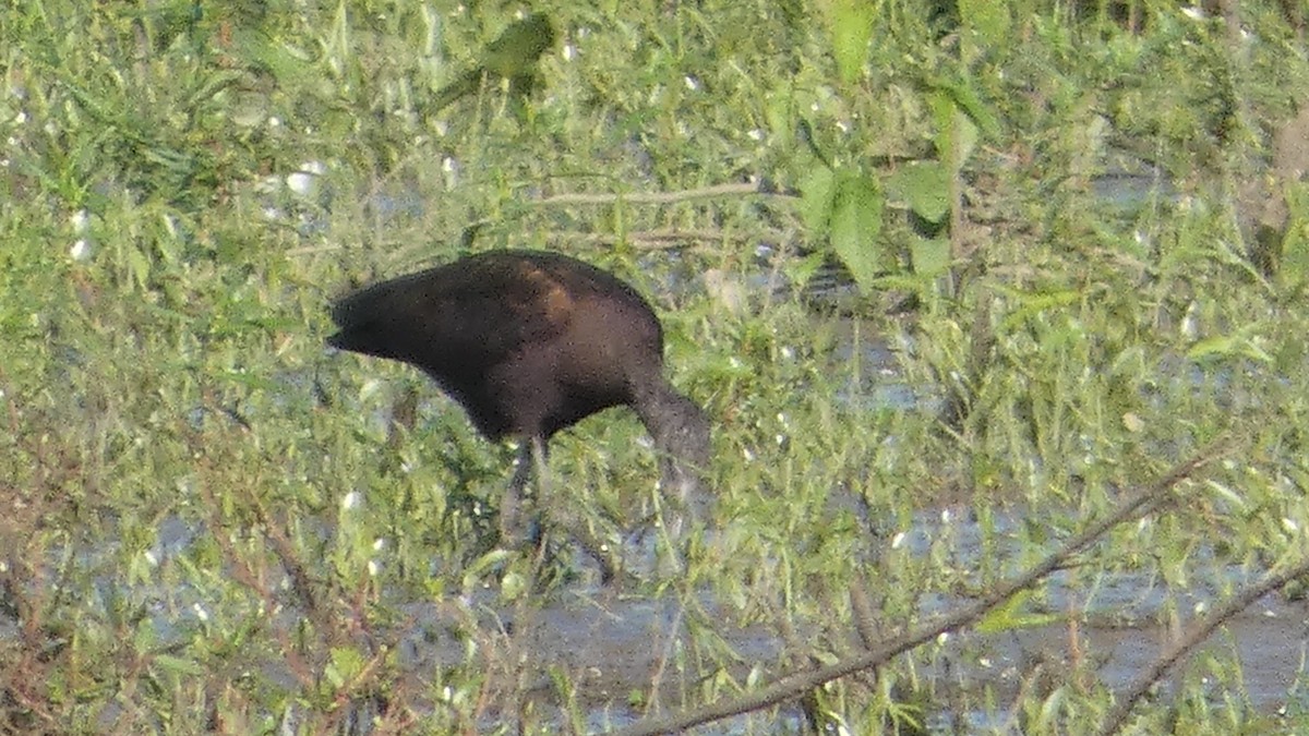 White-faced Ibis - ML642664651