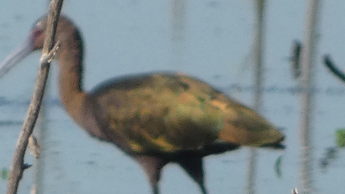 White-faced Ibis - ML642664652