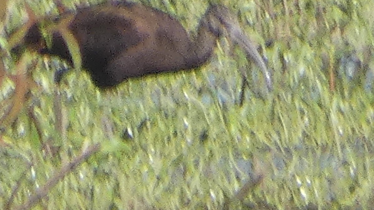 White-faced Ibis - ML642664653