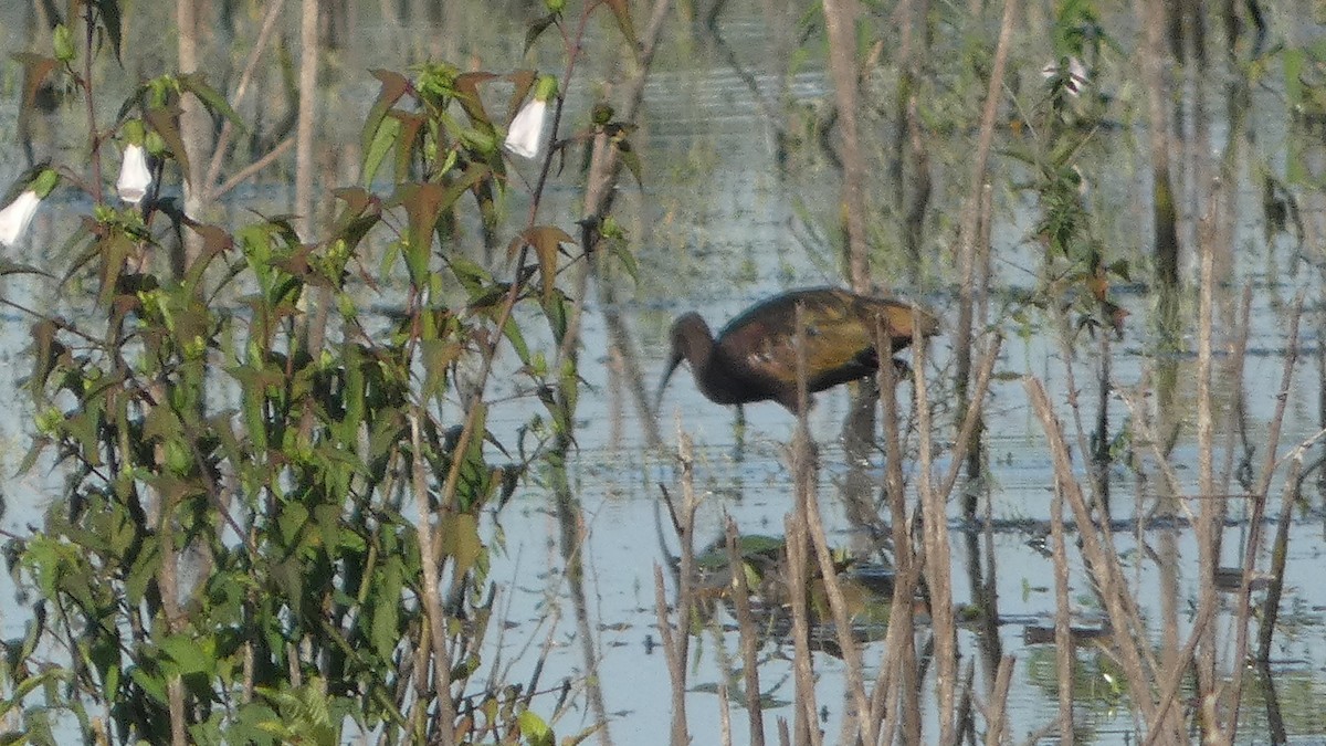 White-faced Ibis - ML642664654