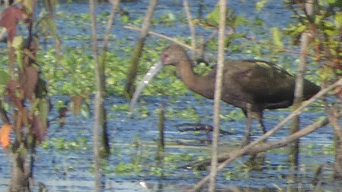 White-faced Ibis - ML642664655