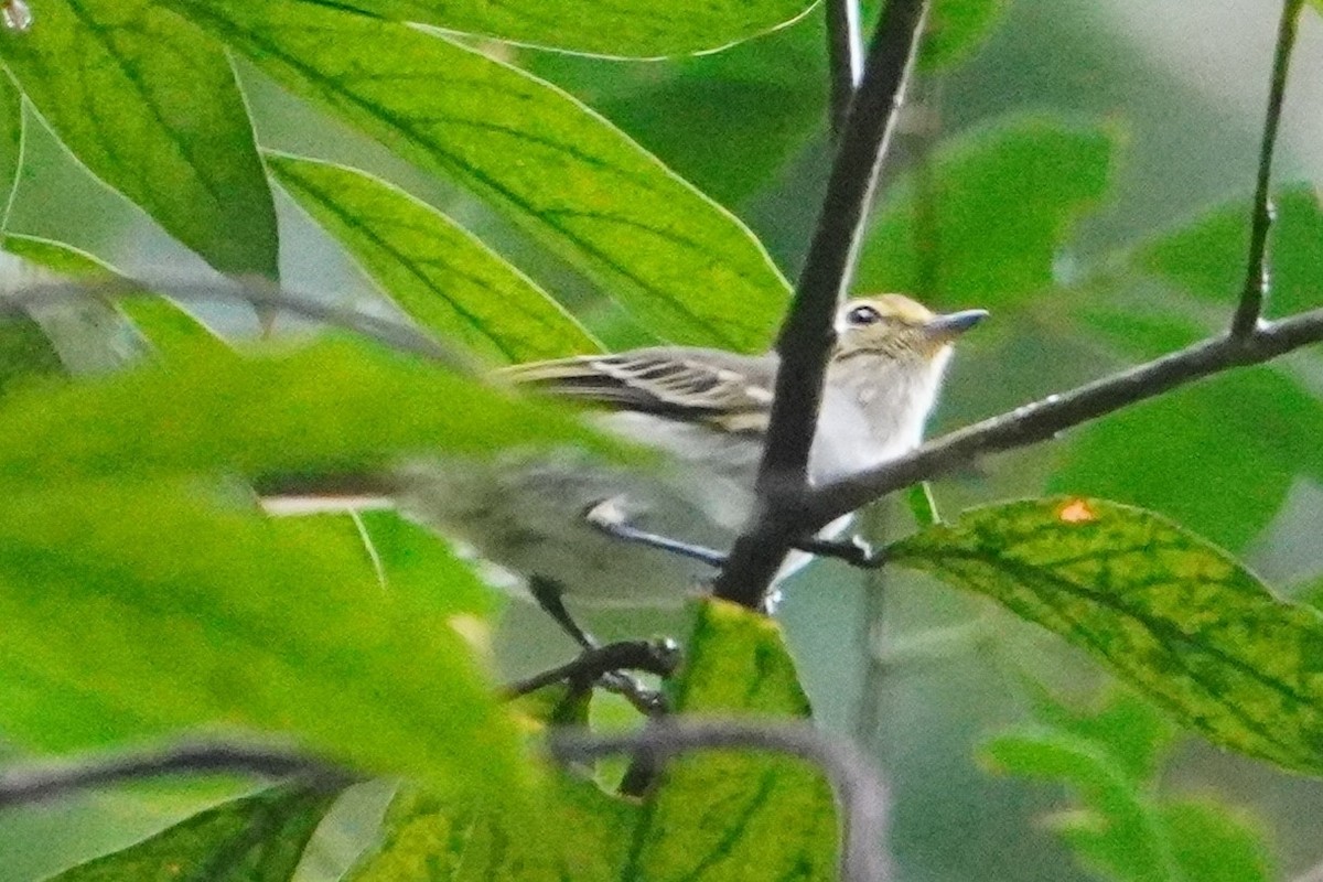 Tyranneau à face d'or - ML642664660