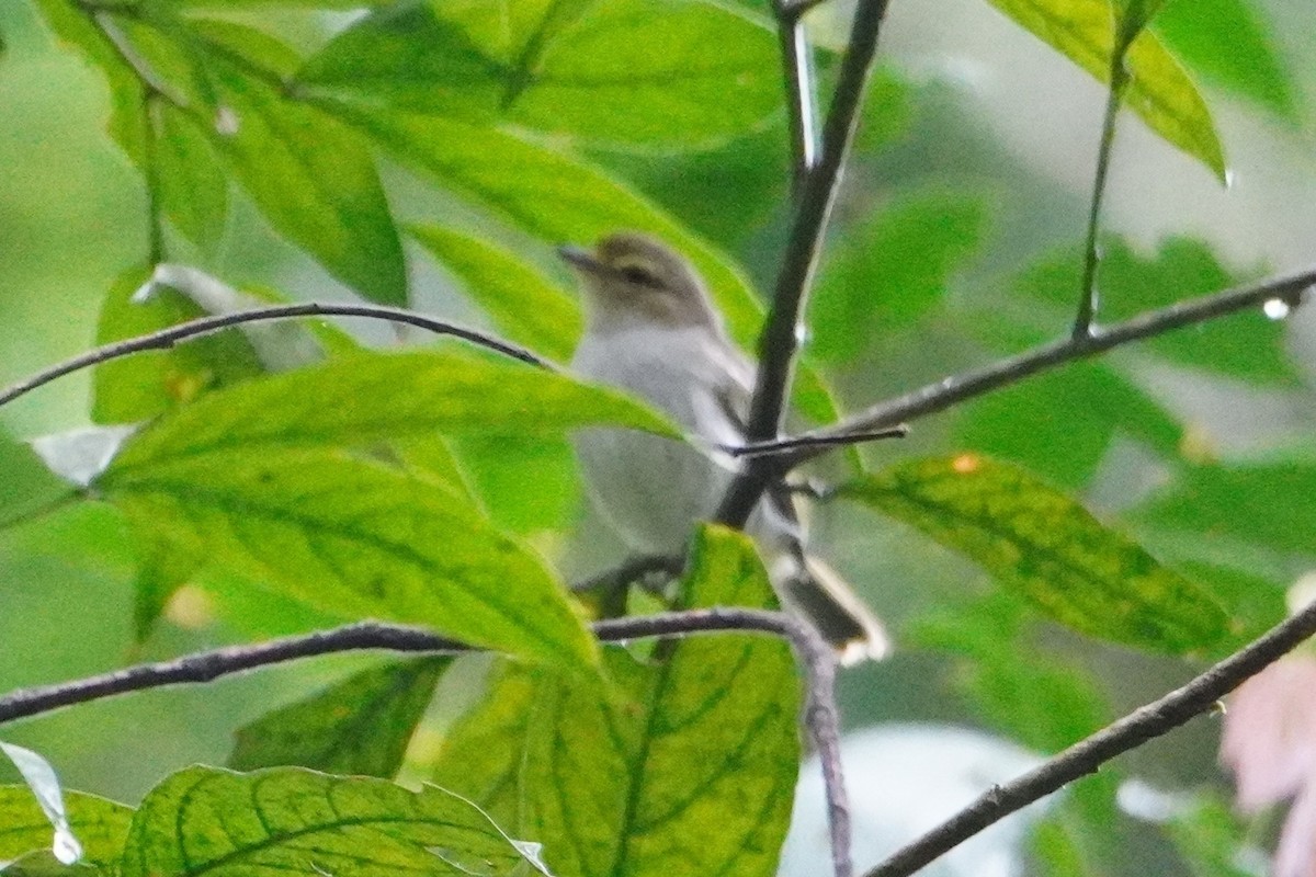 Tyranneau à face d'or - ML642664661
