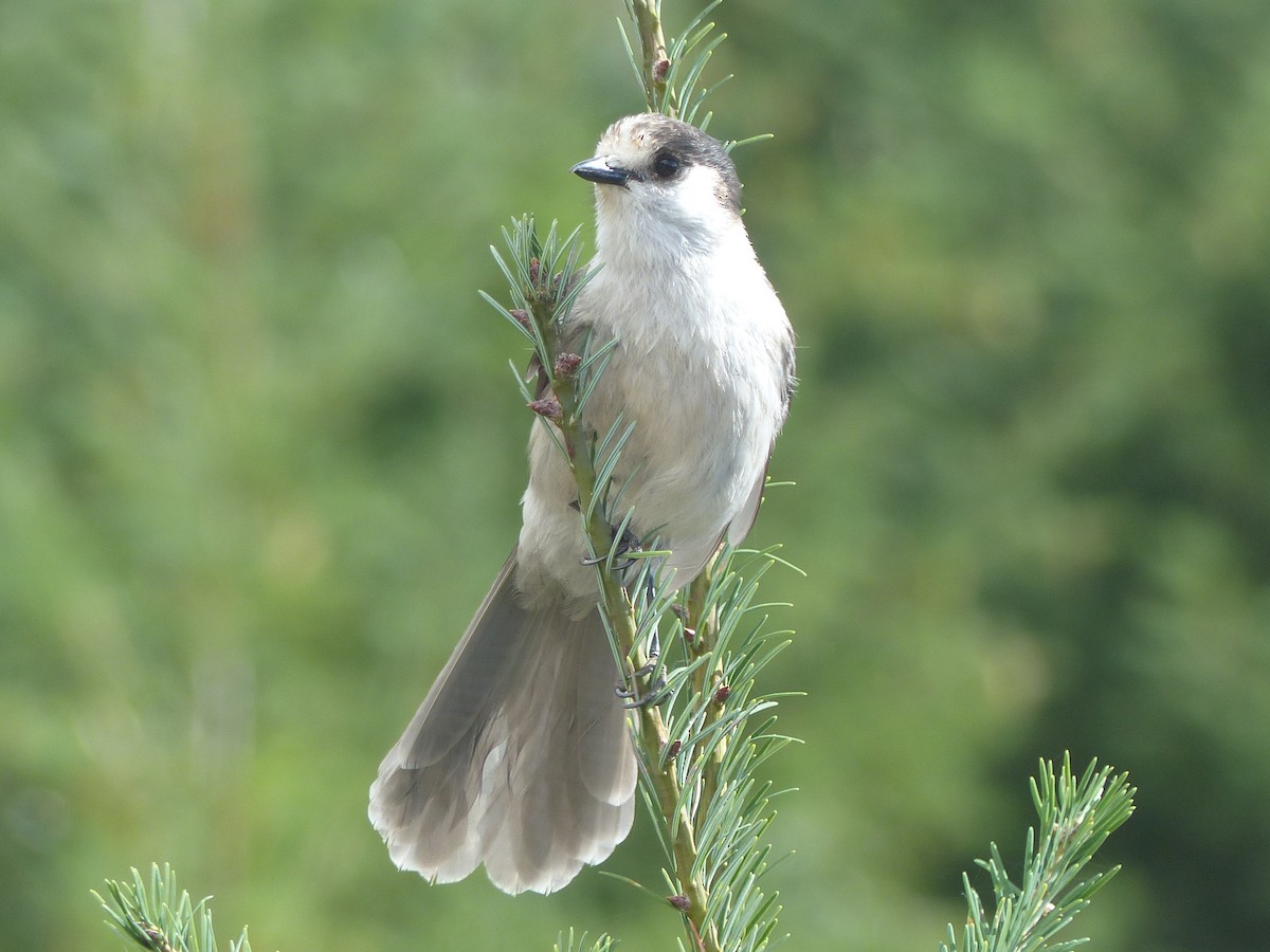 sojka šedá - ML642664674