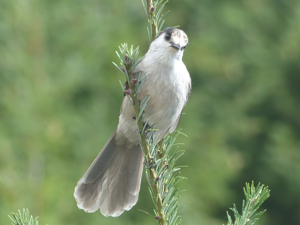 sojka šedá - ML642664675