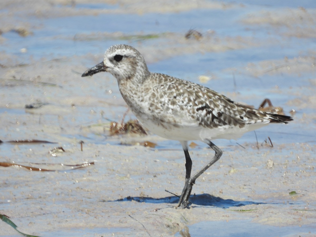 Black-bellied Plover - ML642664693