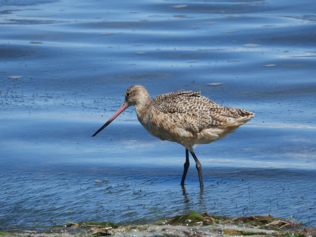 Marbled Godwit - ML642664706